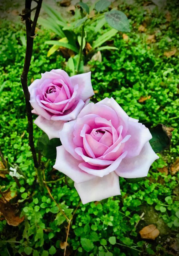 Ekas Rosengarten 哥里 外观 照片