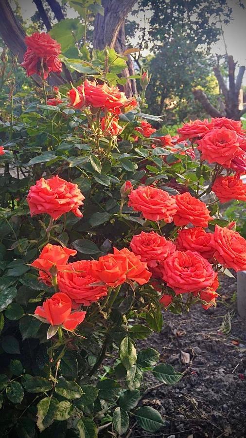 Ekas Rosengarten 哥里 外观 照片