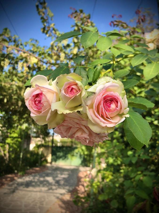 Ekas Rosengarten 哥里 外观 照片