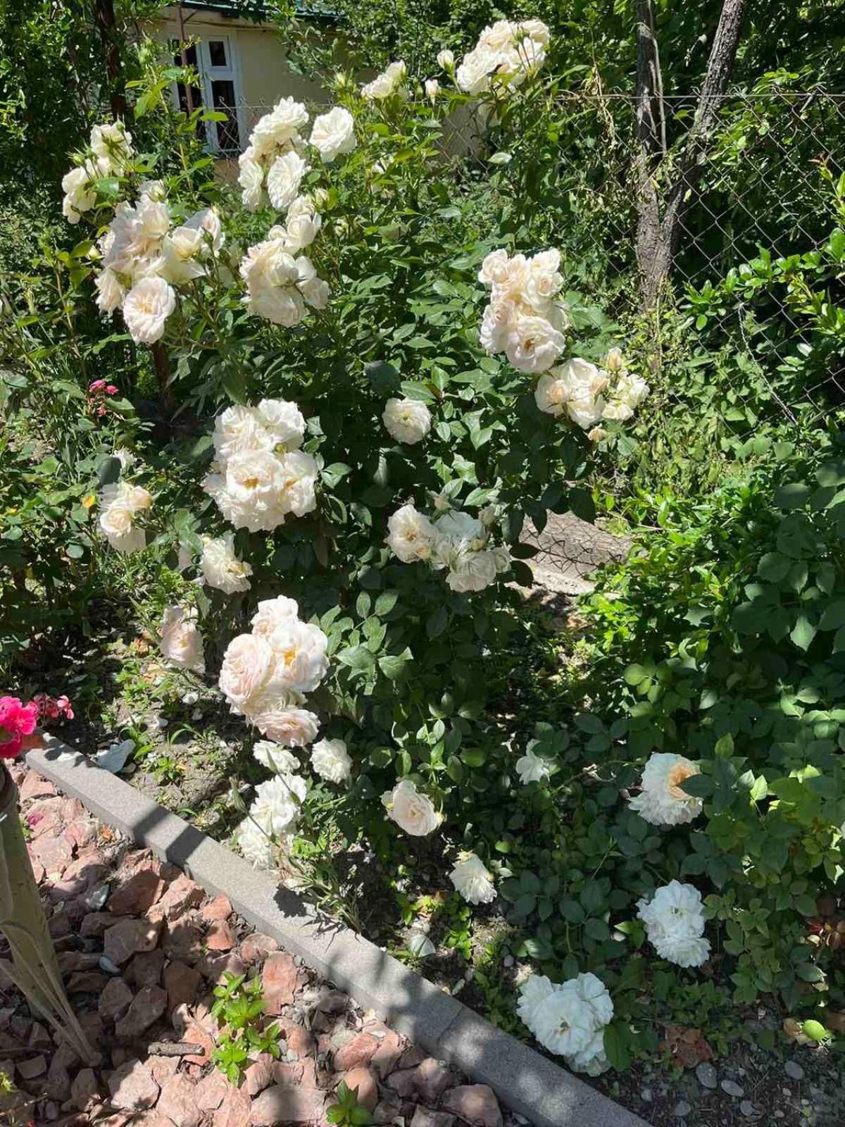 Ekas Rosengarten 哥里 外观 照片